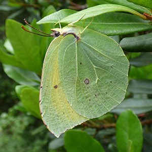 Gomera Brimstone - Gonepteryx cleobule © John Muddeman